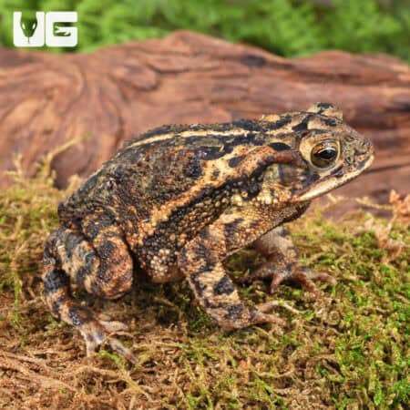 Gulf Coast Toad For Sale - Underground Reptiles