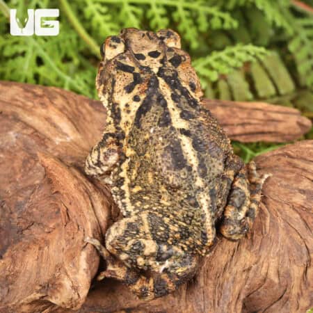 Gulf Coast Toad For Sale - Underground Reptiles