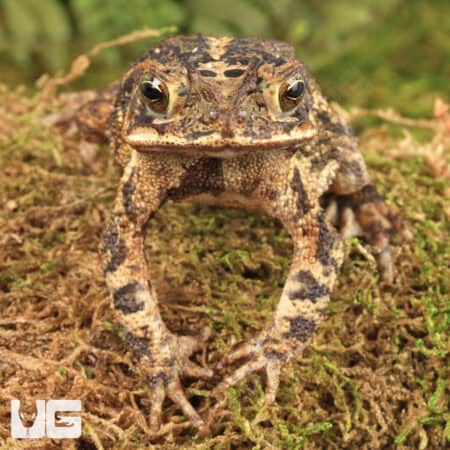 Gulf Coast Toad For Sale - Underground Reptiles
