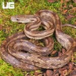 Gulf Hammock Ratsnake For Sale - Underground Reptiles