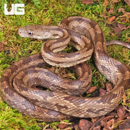 Gulf Hammock Ratsnake For Sale - Underground Reptiles