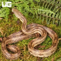 Gulf Hammock Ratsnake For Sale - Underground Reptiles