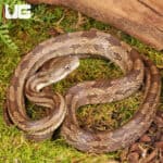 Gulf Hammock Ratsnake For Sale - Underground Reptiles
