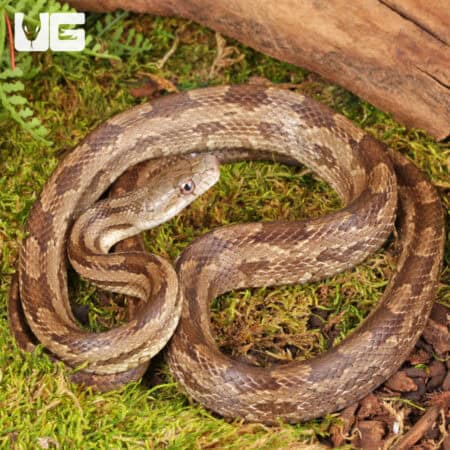 Gulf Hammock Ratsnake For Sale - Underground Reptiles
