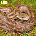 Gulf Hammock Ratsnake For Sale - Underground Reptiles