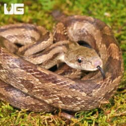 Gulf Hammock Ratsnake For Sale - Underground Reptiles