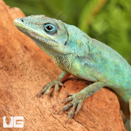 Guyana Anoles (Anolis aeneus) For Sale - Underground Reptiles