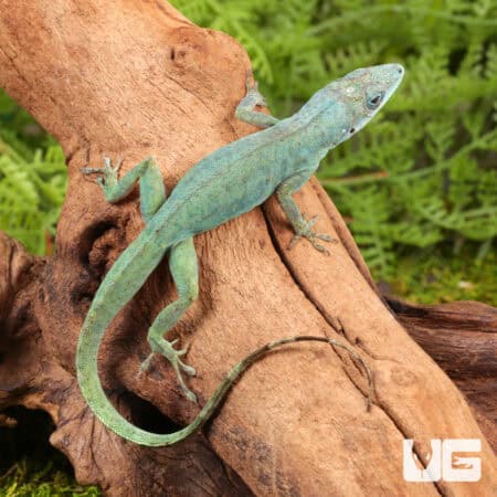 Guyana Anoles (Anolis aeneus) For Sale - Underground Reptiles