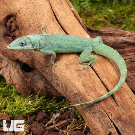 Guyana Anoles (Anolis aeneus) For Sale - Underground Reptiles