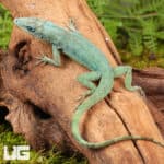 Guyana Anoles (Anolis aeneus) For Sale - Underground Reptiles