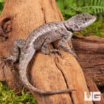 Guyana Collared Lizards (Tropidurus hispidus) For Sale - Underground Reptiles