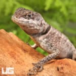 Guyana Collared Lizards (Tropidurus hispidus) For Sale - Underground Reptiles