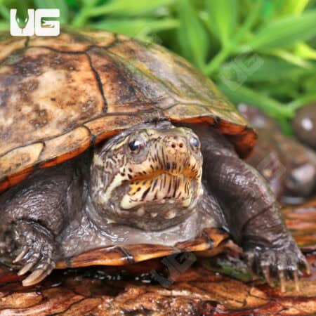 Juvenile Eastern Mud Turtles For Sale - Underground Reptiles