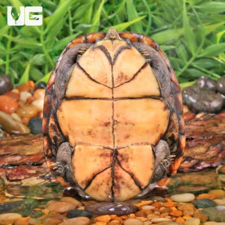 Juvenile Eastern Mud Turtles For Sale - Underground Reptiles