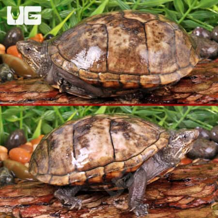 Juvenile Eastern Mud Turtles For Sale - Underground Reptiles