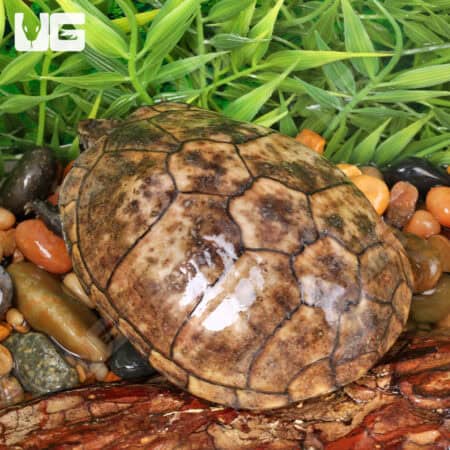 Juvenile Eastern Mud Turtles For Sale - Underground Reptiles