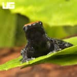 Mahogany Frog (Abavorana luctuosa) For Sale - Underground Reptiles