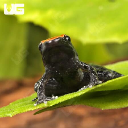 Mahogany Frog (Abavorana luctuosa) For Sale - Underground Reptiles