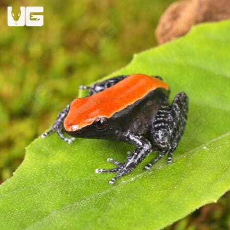 Mahogany Frog (Abavorana luctuosa) For Sale - Underground Reptiles