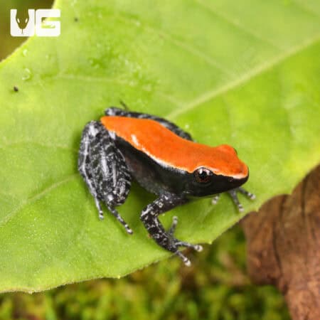 Mahogany Frog (Abavorana luctuosa) For Sale - Underground Reptiles