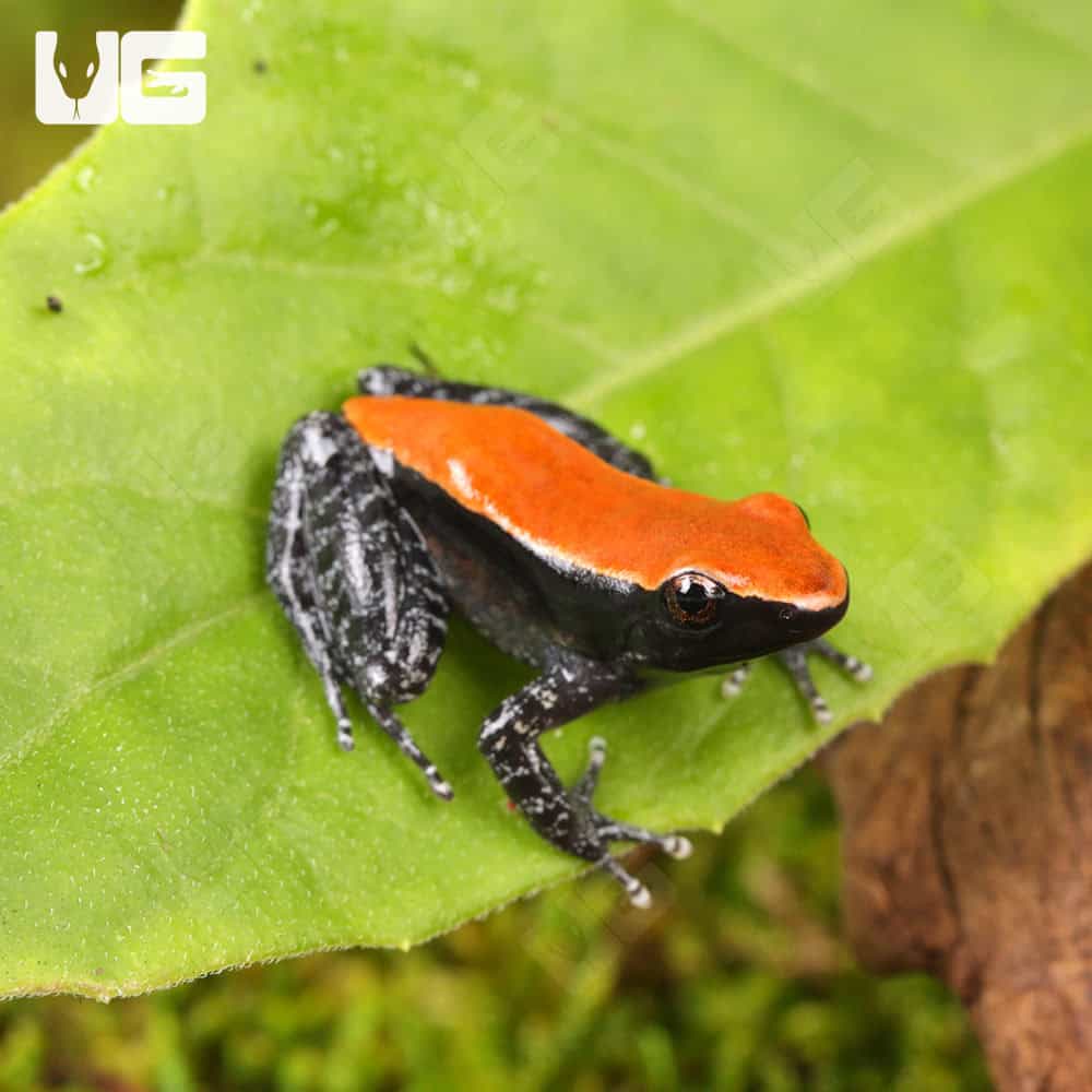 Mahogany Frog (Abavorana luctuosa) For Sale - Underground Reptiles