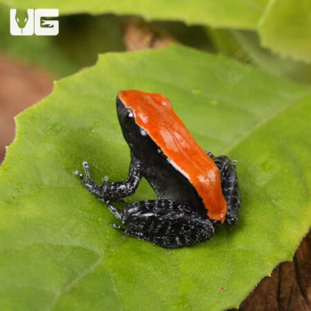 Mahogany Frog (Abavorana luctuosa) For Sale - Underground Reptiles