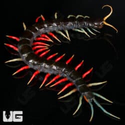 Malaysian Jeweled Centipede (Scolopendra) For Sale - Underground Reptiles