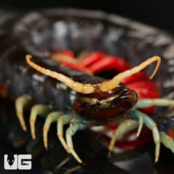 Malaysian Jeweled Centipede (Scolopendra) For Sale - Underground Reptiles