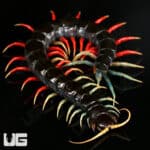 Malaysian Jeweled Centipede (Scolopendra) For Sale - Underground Reptiles