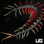 Malaysian Jeweled Centipede (Scolopendra) For Sale - Underground Reptiles