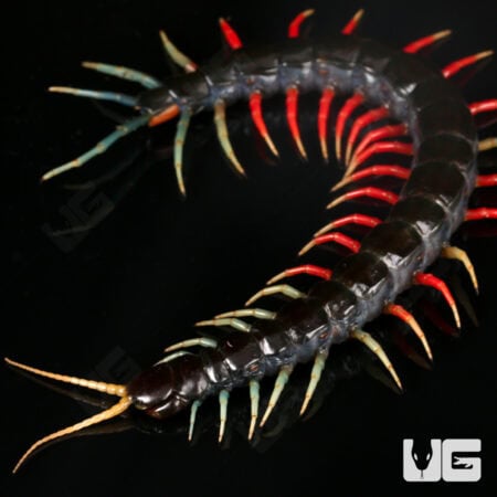 Malaysian Jeweled Centipede (Scolopendra) For Sale - Underground Reptiles