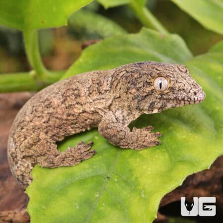 Baby Gran Terre Leachianus Geckos For Sale - Underground Reptiles