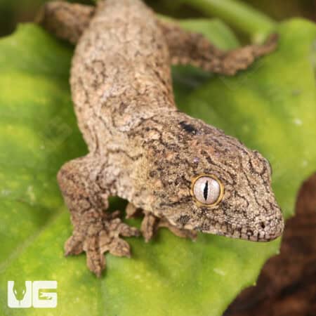 Baby Gran Terre Leachianus Geckos For Sale - Underground Reptiles