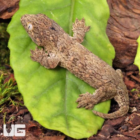 Baby Gran Terre Leachianus Geckos For Sale - Underground Reptiles