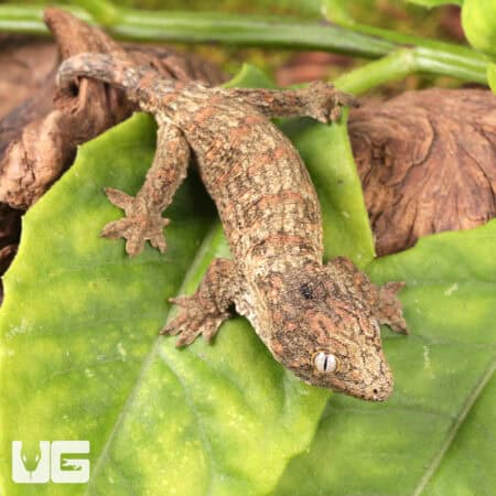 Baby Gran Terre Leachianus Geckos For Sale - Underground Reptiles