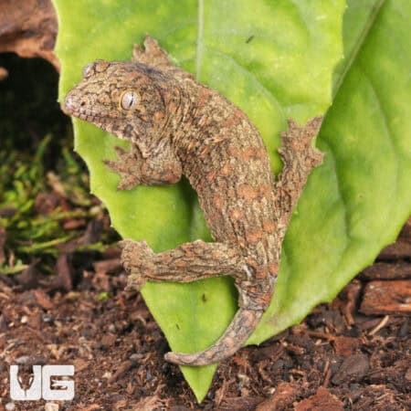 Baby Gran Terre Leachianus Geckos For Sale - Underground Reptiles