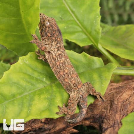 Baby Gran Terre Leachianus Geckos For Sale - Underground Reptiles