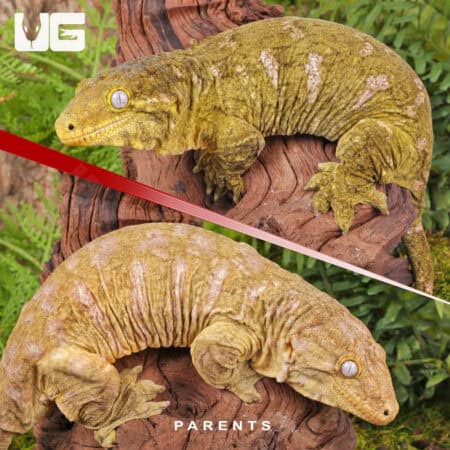 Baby Gran Terre Leachianus Geckos For Sale - Underground Reptiles