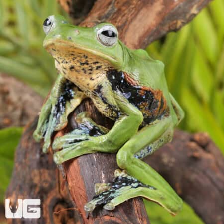 Norhayati's Gliding Frog (Rhacophorus norhayatii) For Sale - Underground Reptiles
