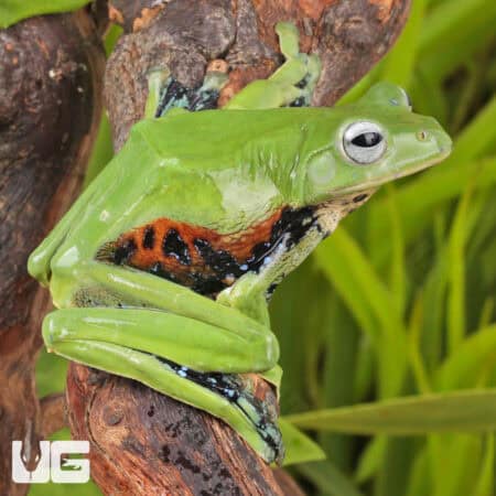 Norhayati's Gliding Frog (Rhacophorus norhayatii) For Sale - Underground Reptiles