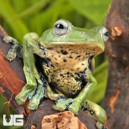 Norhayati's Gliding Frog (Rhacophorus norhayatii) For Sale - Underground Reptiles