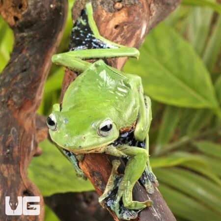 Norhayati's Gliding Frog (Rhacophorus norhayatii) For Sale - Underground Reptiles