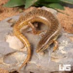 Ocellated Skink For Sale - Underground Reptiles
