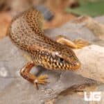 Ocellated Skink For Sale - Underground Reptiles