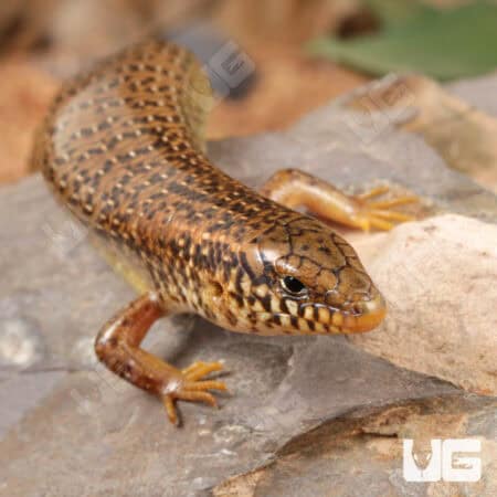 Ocellated Skink For Sale - Underground Reptiles