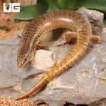 Ocellated Skink For Sale - Underground Reptiles