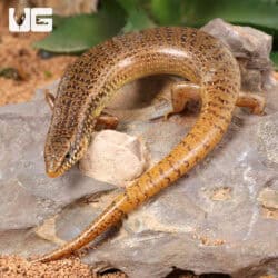 Ocellated Skink For Sale - Underground Reptiles