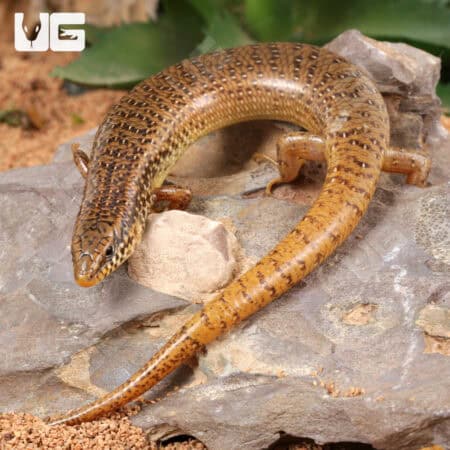 Ocellated Skink For Sale - Underground Reptiles