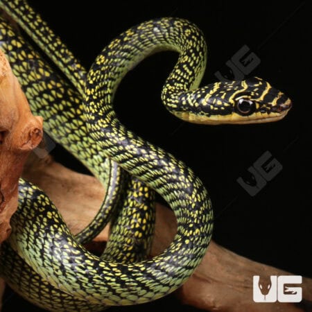Ornate Flying Snake for sale - Underground Reptiles