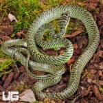 Ornate Flying Snake for sale - Underground Reptiles
